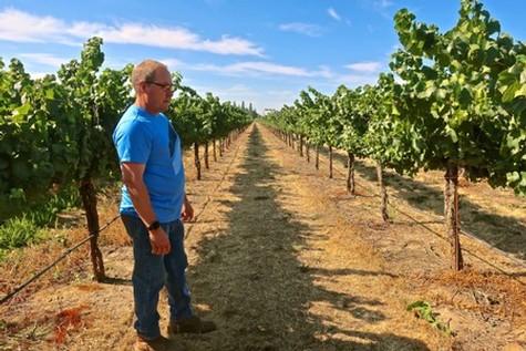 Man inspecting lush grapevines in a sunny Lodi vineyard for wine production.