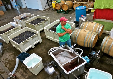 Worker inspecting wine grapes in a winery with barrels and fermentation tanks in Lodi, California.
