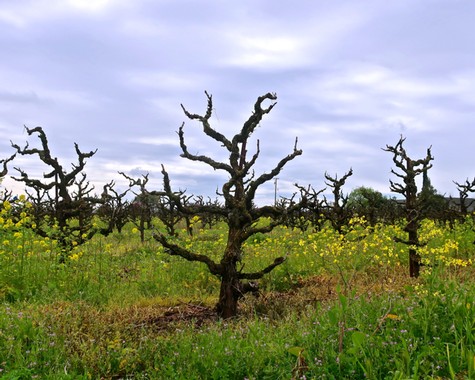 Gnarled, leafless grapevines in a Lodi vineyard with yellow wildflowers and cloudy sky.