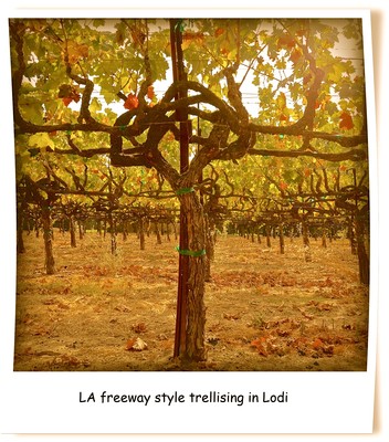 Vineyard with freeway style trellising in Lodi, showcasing grapevines and structured support system.