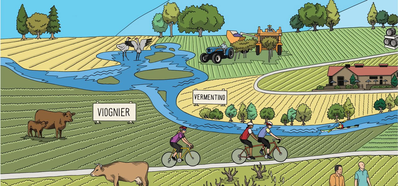 Illustration of Lodi winegrape vineyard, river, and farming activities in California.
