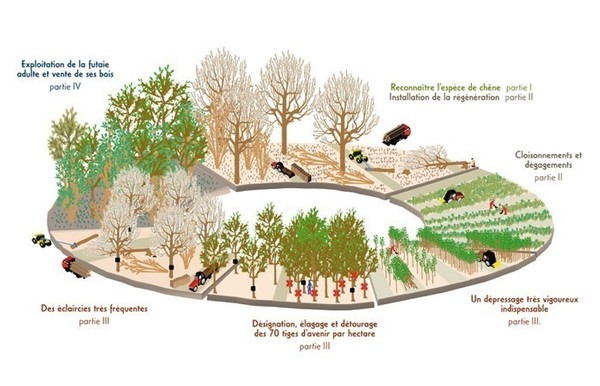 Illustration of the winegrape growing process in Lodi, showing pruning, disease management, and harvesting stages.