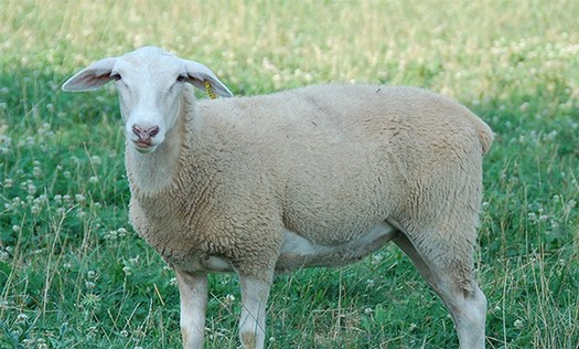 Sheep grazing in a vineyard, promoting sustainable winegrowing practices in Lodi, California.