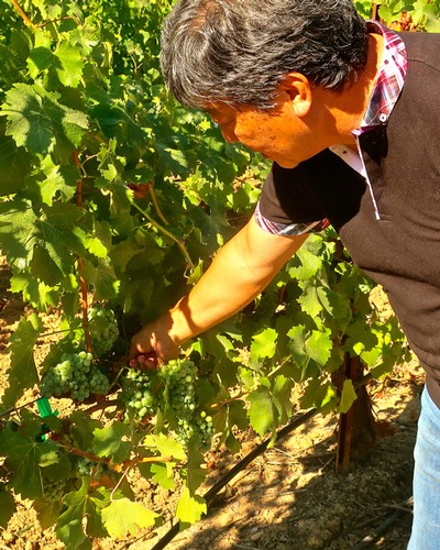 Man harvesting green grapes in a vineyard, Lodi Winegrape Commission, California.