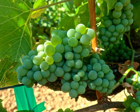 Close-up of a green winegrape cluster hanging on the vine in Lodi, California.