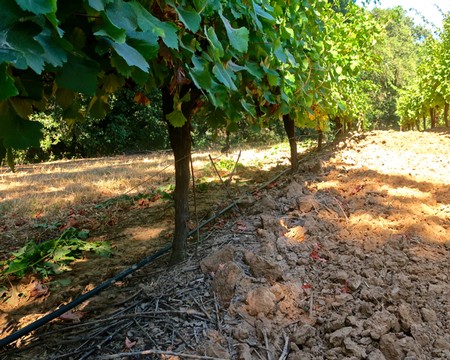 Vineyard rows in Lodi with lush green grapevines and soil irrigation system.