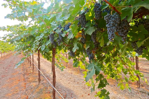 Vineyard with ripe dark purple grapes hanging from lush green vines in Lodi, California.