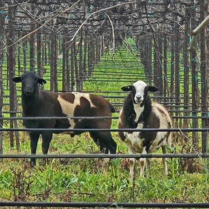 Two goats in a vineyard with green grass and trellised vines in the background.