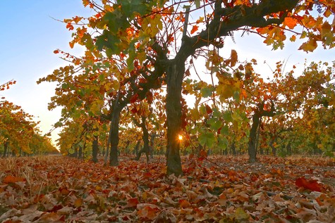 Autumn vineyard in Lodi with colorful leaves and sunlight filtering through the trees.