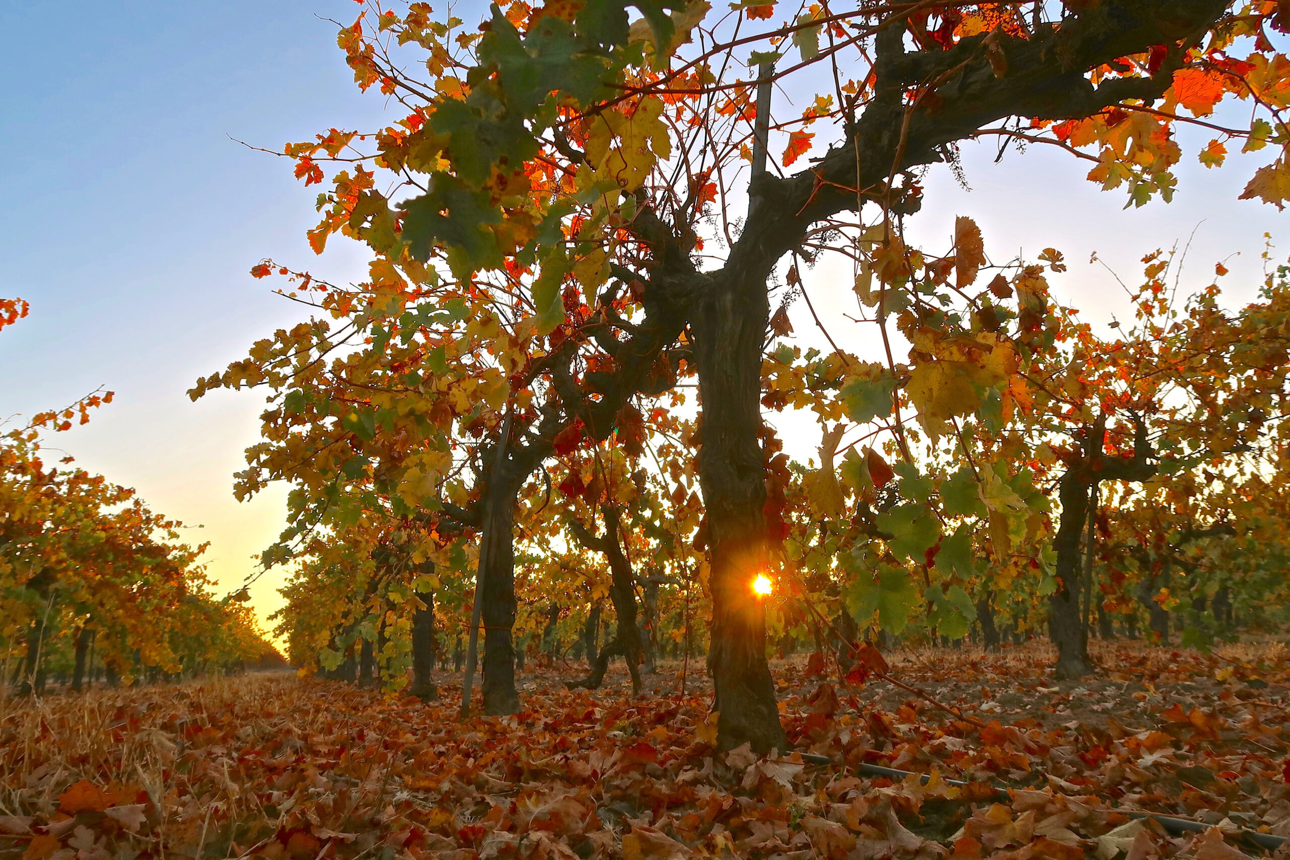 Autumn vineyard scene in Lodi with colorful leaves and sunlight filtering through grapevines.