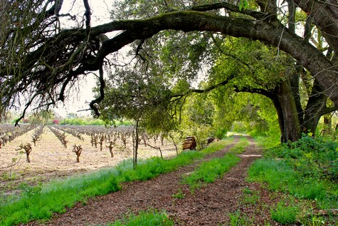 Lodi Winegrape vineyard with lush green trees and a dirt path for wine grape cultivation.