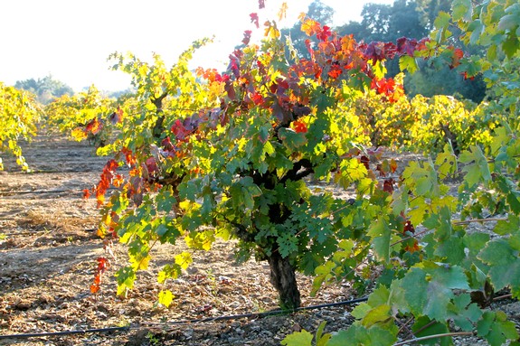 Vineyard in Lodi, California with colorful grapevines during harvest season.