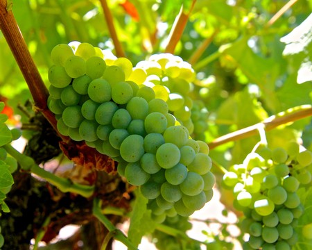 Close-up of a green winegrape cluster on the vine in Lodi, California.