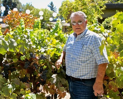 Senior man in checkered shirt and sunglasses standing among lush grapevines in a vineyard.