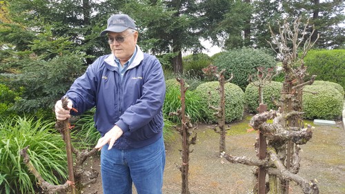 Man pruning grapevines in a vineyard, Lodi Winegrape Commission, California.