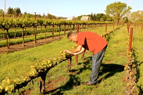 Farmer inspecting grapevines in a Lodi vineyard during harvest season.