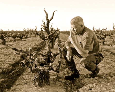 Man inspecting a gnarled grapevine in a Lodi vineyard, emphasizing viticulture and wine production.