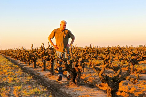Man inspecting grapevines in a Lodi winegrape vineyard at sunset.