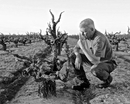 Man inspecting grapevines in a Lodi vineyard, focusing on grape health and growth.