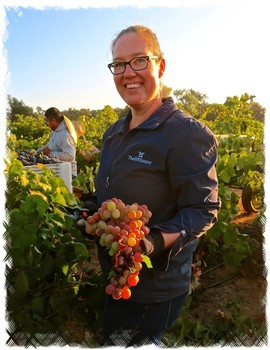 Woman in vineyard holding a bunch of ripe grapes during harvest in Lodi, California.