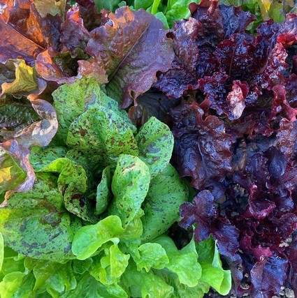 Fresh organic lettuce varieties from Lodi Winegrape Commission farm, vibrant green and purple leaves.