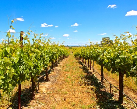 Vineyard rows in Lodi, California, under a bright blue sky with scattered clouds.