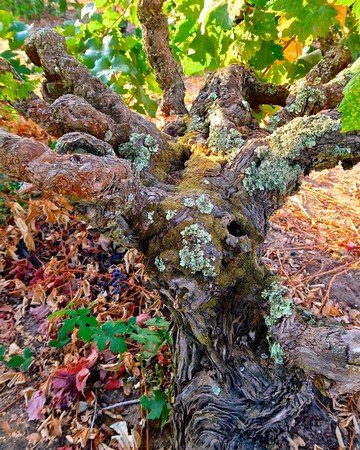 Close-up of a gnarled grapevine trunk with green leaves in a Lodi vineyard.