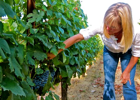 Woman harvesting ripe grapes in a vineyard, showcasing Lodi winegrape production.