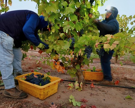 Workers harvest ripe grapes in a Lodi vineyard during the harvest season.