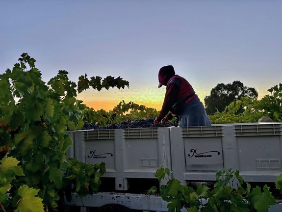 Worker harvesting grapes in Lodi vineyards during sunset for wine production.