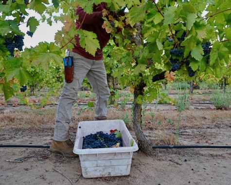 Vineyard worker harvesting ripe grapes in Lodi wine region, California, during grape harvest season.