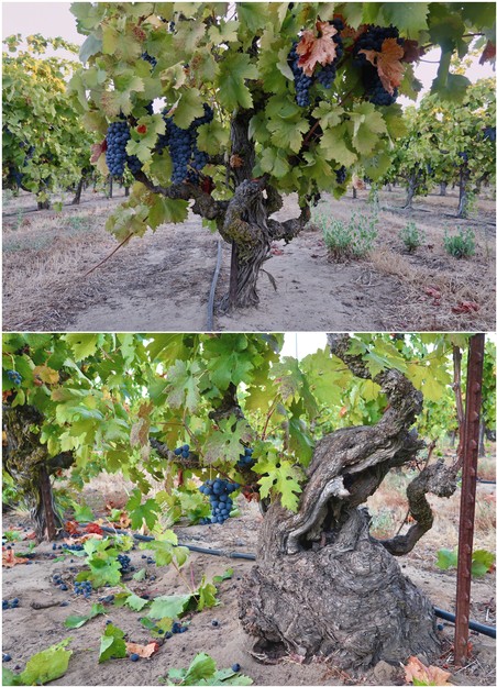 Grapevines with ripe dark purple grapes in a Lodi vineyard, showcasing healthy foliage and mature vines.