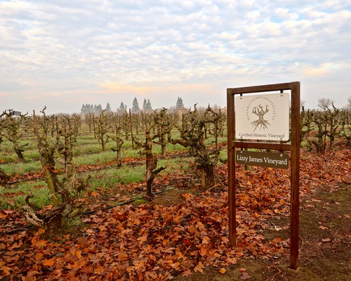 Vineyard rows at Lizzy James Vineyard in Lodi Wine Region, California, during autumn with fallen leaves.