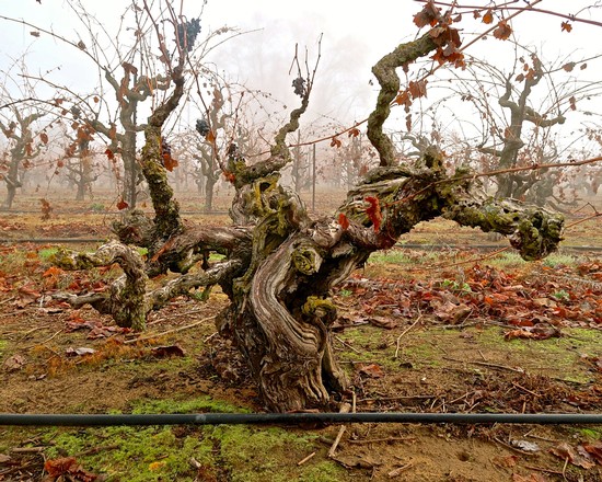 Gnarled, twisted grapevine in a foggy vineyard during winter in Lodi, California.