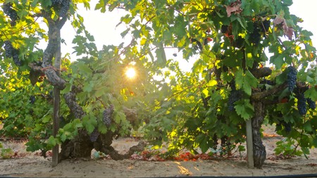 Vineyard with grapevines and sunlight filtering through leaves at sunset in Lodi, California.