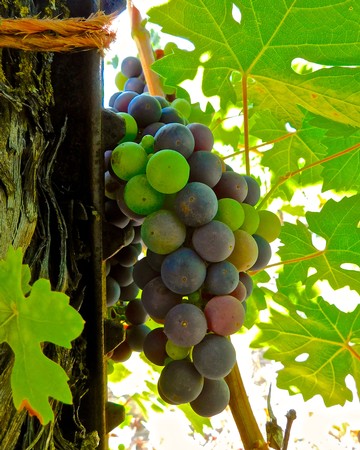 Close-up of ripe and unripe grapes on a vine in Lodi wine region, California.