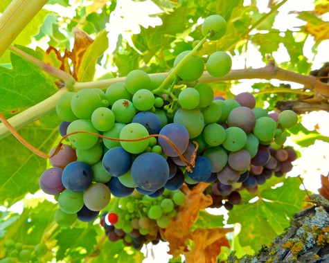 Close-up of ripening wine grapes in Lodi, California, showcasing vibrant colors and healthy vines.