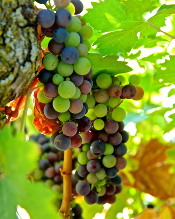 Close-up of a ripe grape cluster on the vine with green leaves in the background.