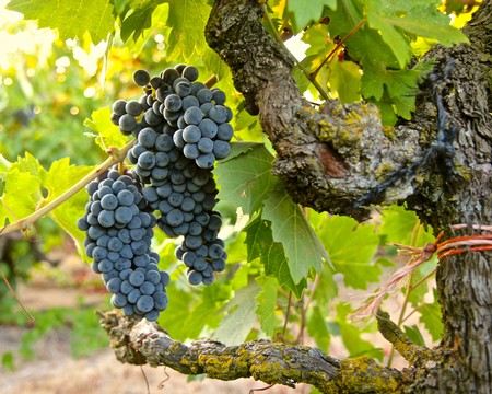 Close-up of ripe dark purple wine grapes hanging on a vine in a vineyard.
