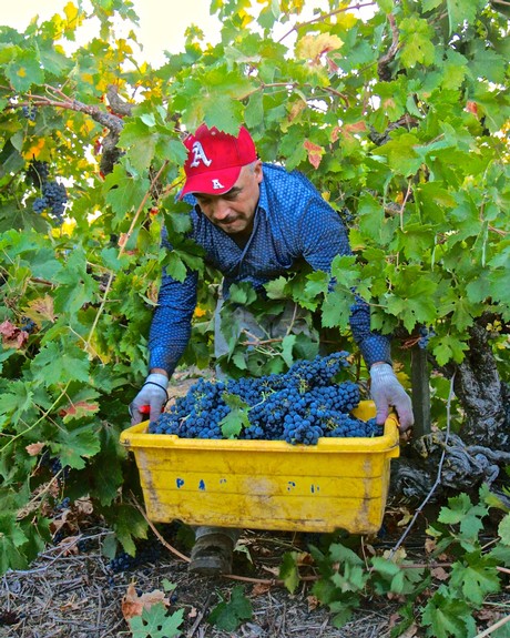 Vineyard worker harvesting ripe grapes in Lodi wine region, California, during the harvest season.