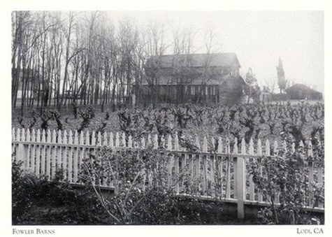 Black and white photo of Fowler Barns and vineyard in Lodi, California, with a white picket fence and leafless trees.
