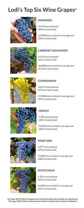 Close-up of Lodi wine grapes including Zinfandel, Cabernet Sauvignon, Chardonnay, Merlot, Pinot Gris, and Petite Sirah.