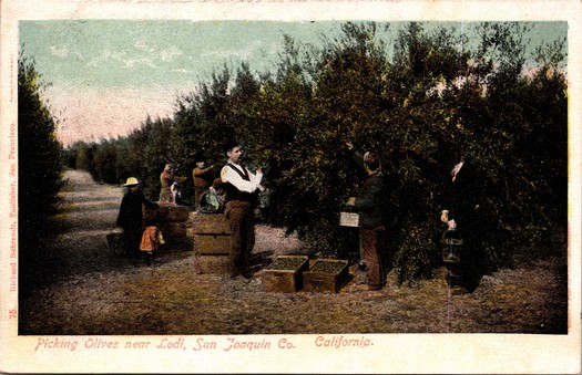 Historical photo of people harvesting olives in Lodi, San Joaquin County, California.