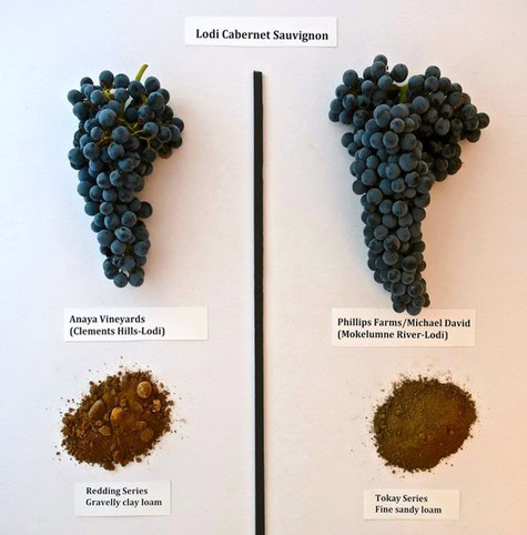 Comparison of Lodi Cabernet Sauvignon grapes from different vineyards and soil types for wine quality analysis.