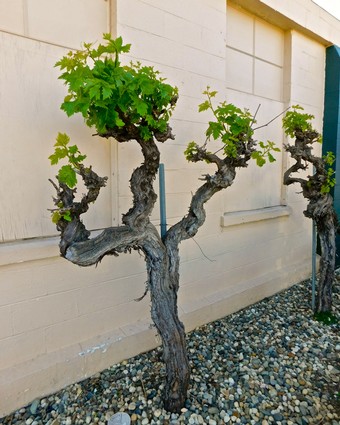 Grapevine with lush green leaves growing on a trellis in Lodi, California.