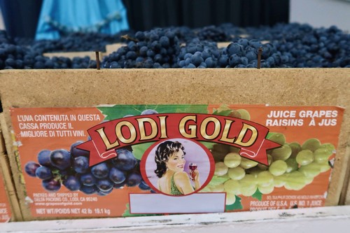 Close-up of Lodi Gold juice grapes packaging with black and green grapes and a vintage woman illustration.