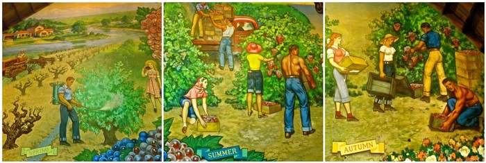 Workers harvesting grapes in Lodi vineyards during different seasons for wine production.