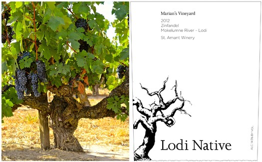 Vineyard with ripe grapes on the vine at Marian's Vineyard in Lodi, California.