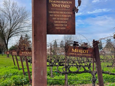 Vineyard demonstration sign with grape varieties including Merlot and Syrah in Lodi, California.