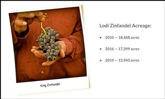 Close-up of a person holding a bunch of Zinfandel grapes for wine production in Lodi, California.